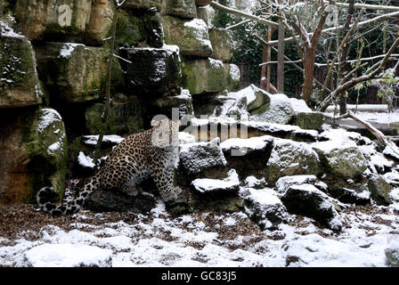 A Leopard sits in the snow at Chessington World of Adventures and Zoo in Surrey. Stock Photo