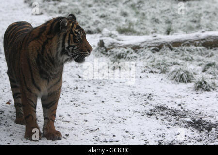 A tiger walks through the snow at Chessington World of Adventures and Zoo in Surrey. Stock Photo