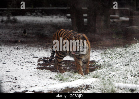 A tiger walks through the snow at Chessington World of Adventures and Zoo in Surrey. Stock Photo