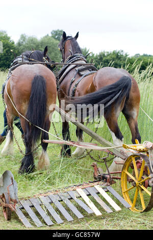 Horse drawn reaper cutting the Rye Stock Photo - Alamy