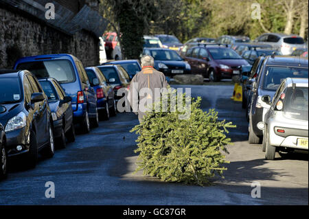 A man drags his old Christmas tree through the streets of Clifton towards a recycling point set up in the car park of Clifton Zoo, Bristol where members of the public can take their unwanted Christmas trees, which will then be recycled. Stock Photo
