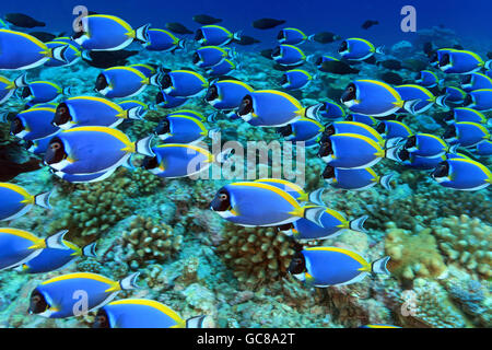 Shoal of powder blue tang surgeonfish in the coral reef Stock Photo