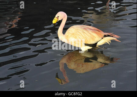 WWT Slimbridge Wetland Centre Stock Photo