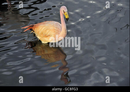 Strong sunlight reflects back from a mirrored wall in a flamingo enclosure at WWT Slimbridge Wetland Centre, Gloucestershire, and creates studio style lighting on a James' Flamingo. Stock Photo