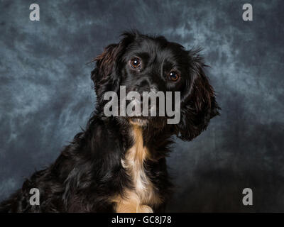 6 month old Cocker Spaniel Called Mac Stock Photo