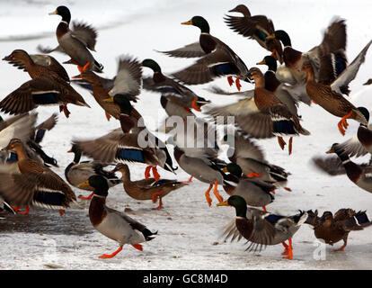 feeding time for ducks Stock Photo - Alamy