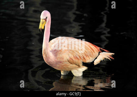 WWT Slimbridge Wetland Centre Stock Photo