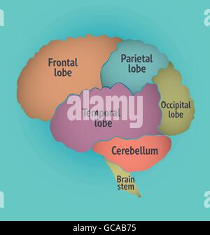 Brain anatomy. White Matter and Gray Matter. Cerebral Cortex and Brain ...