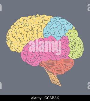 Brain anatomy. White Matter and Gray Matter. Cerebral Cortex and Brain ...