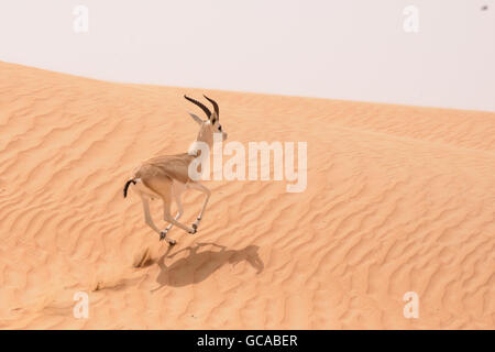 Sand gazelle (Gazella subgutturosa marica - Al gazal al rheem in Arabic) runs over the dunes in the Dubai Desert Conservation Ar Stock Photo