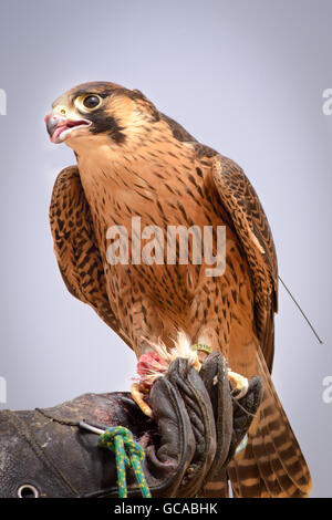 Peregrine falcon, bedouin settlement in the Dubai Desert Conservation ...