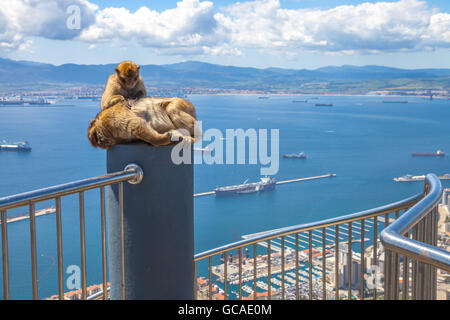 Apes of Gibraltar Stock Photo