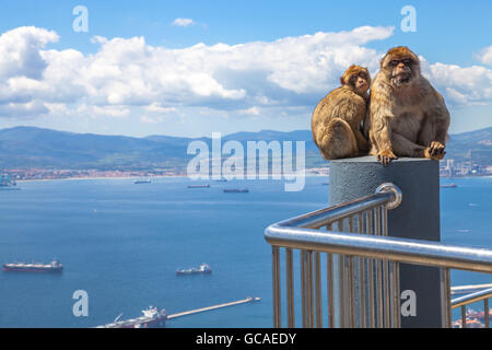 Apes of Gibraltar Stock Photo