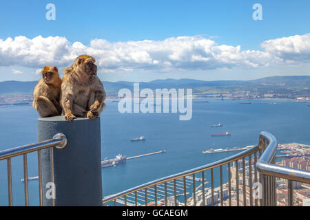 Apes of Gibraltar Stock Photo