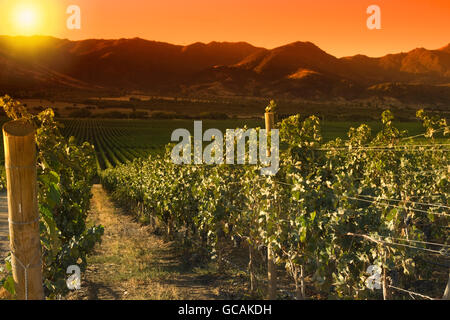 VINEYARDS VINA SANTA CRUZ WINERY COLCHAGUA VALLEY CHILE Stock Photo