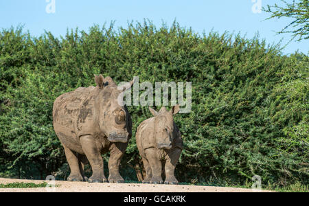 black rhino with young baby in kruger national park south africa Stock Photo