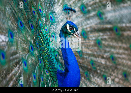 Splendid peacock with feathers out (Pavo cristatus) (shallow DOF; color toned image) Stock Photo