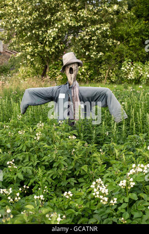 Scarecrow in potato field Ireland Stock Photo