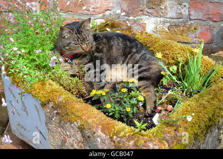 tabby cat enjoying sunshine laid in old belfast sink used as garden flower tub Stock Photo