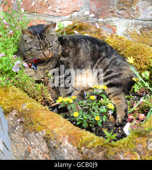 tabby cat enjoying sunshine laid in old belfast sink used as garden flower tub Stock Photo