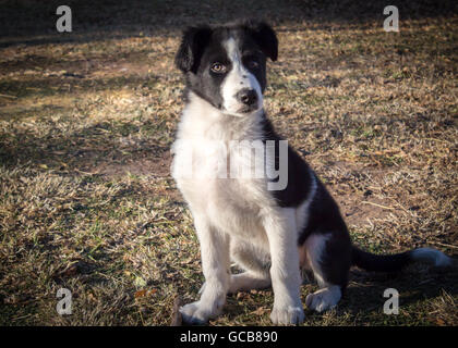 Twelve week old Border Colly puppy sitting on grass Stock Photo
