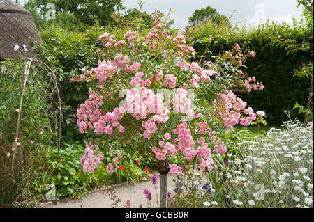 Pink Flowering Tree Rose (Rosa) in the Cottage Garden at RHS Rosemoor, Devon, England, UK Stock Photo