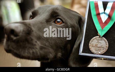 Army dog Treo wins Dickin Medal Stock Photo