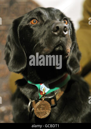 Black Labrador Treo, a retired Army explosives search dog wears the Dickin Medal, the animal equivalent of a Victoria Cross, after being awarded the medal during a ceremony at the Imperial War Museum in south London. Stock Photo