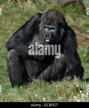 Twelve-year-old, 20 stone male gorilla, Yeboah, enjoys a mix of popcorn, cranberries and nuts at London Zoo. He arrived at the zoo shortly before Christmas from La Boissiere Du Dore Zoo in France. Stock Photo