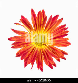 Close up of red rover chrysanthemum, a popular fall flower. Chrysanthemum morifolium isolated on white. Stock Photo