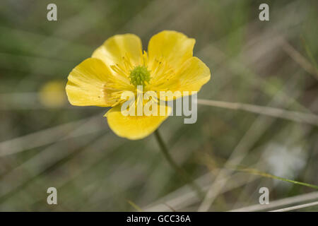 Creeping buttercup (Ranunculus repens) in a mountain Stock Photo