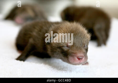 A fox cub named Fudge, abandoned by her mother a week ago, who is now being hand reared by members of the East Sussex Wildlife Rescue and Ambulance Service in Hailsham, Sussex, before being released back into the wild. Stock Photo