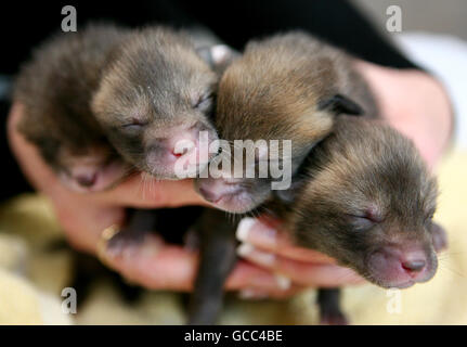 Four fox cubs (left to right) Rocky, Cookie, Crinkle and Fudge, abandoned by their mother a week ago, who are now being hand reared by members of the East Sussex Wildlife Rescue and Ambulance Service in Hailsham, Sussex, before being released back into the wild. Stock Photo