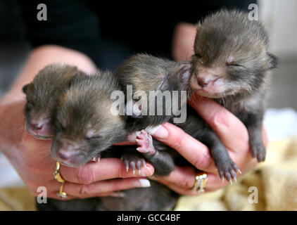 Abandoned fox cubs hand reared Stock Photo