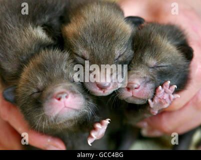 PHOTO Four fox cubs (left to right) Rocky, Cookie, Fudge and Crinkle, abandoned by their mother a week ago, who are now being hand reared by members of the East Sussex Wildlife Rescue and Ambulance Service in Hailsham, Sussex, before being released back into the wild. Stock Photo