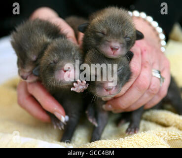 Abandoned fox cubs hand reared Stock Photo