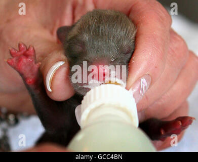 Abandoned fox cubs hand reared Stock Photo