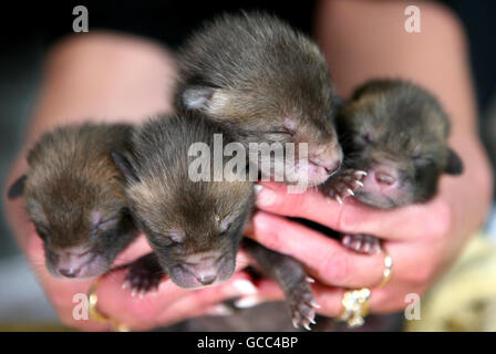 Four fox cubs (left to right) Rocky, Cookie, Crinkle and Fudge, abandoned by their mother a week ago, who are now being hand reared by members of the East Sussex Wildlife Rescue and Ambulance Service in Hailsham, Sussex, before being released back into the wild. Stock Photo