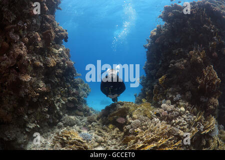 March 3, 2016 - Red Sea, Egypt - Male scuba diver with a coral reef, Coral pillars, Red sea, Egypt (Credit Image: © Andrey Nekrasov/ZUMA Wire/ZUMAPRESS.com)