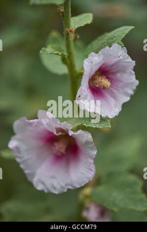 Common hollyhock pink flowers close up Alcea rosea Stock Photo