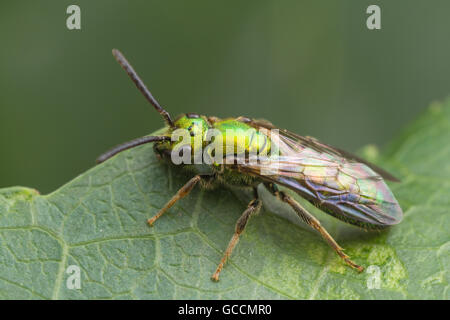 A bright metallic green Sweat Bee (Augochlora pura) stands at the edge of a leaf. Stock Photo