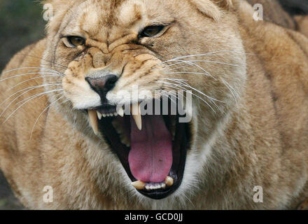 A female Barbary lion in her enclosure at Port Lympne Wild Animal Park in Kent, as the lions in the park are screened from public view for 90% of the day to represent the massive decline in the species worldwide. Stock Photo