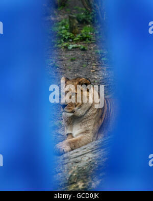 Lion numbers Stock Photo