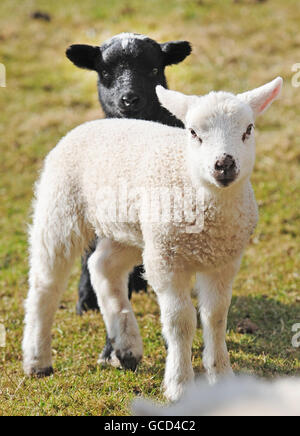 Two young lambs enjoying the spring sunshine Stock Photo - Alamy