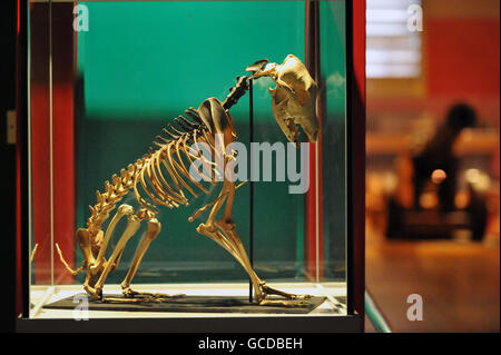 The skeleton of a dog, which was discovered in a cabin of the Tudor warship Mary Rose. Stock Photo