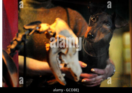 Manchester Terrier Deirdre peers at the skeleton of a dog, thought to be the same breed, which was discovered in a cabin of the Tudor warship Mary Rose. Stock Photo