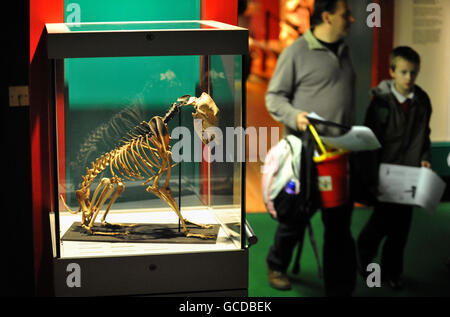 Dog skeleton found on Mary Rose Stock Photo