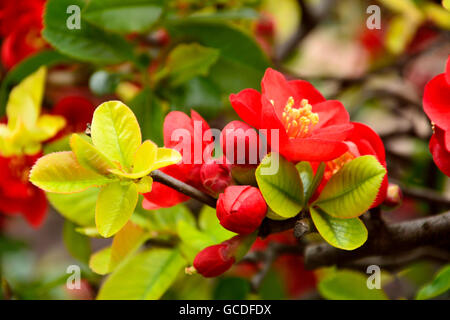 Red flowers of a tree, with green leaves. Stock Photo