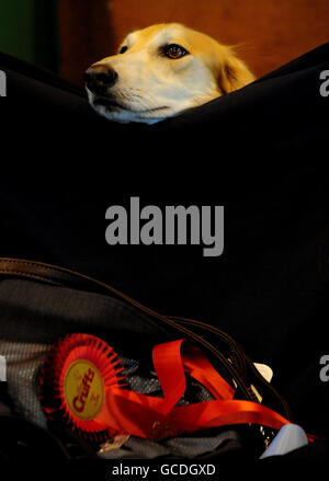 Crufts 2010. A Saluki rests with it's very highly commended rosette at Crufts, NEC, Birmingham. Stock Photo