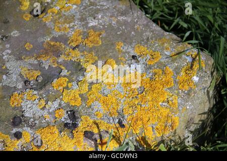 Love the lichen! Stock Photo
